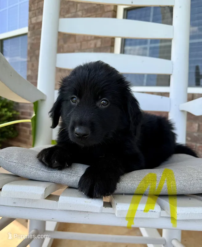 Golden Aussie- Yellow Collar – Australian Shepherd, Golden Retriever puppy on hold in Hope, AR