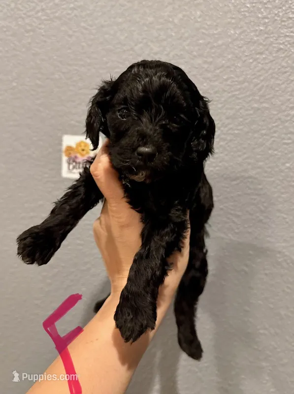 Cockapoo- Pink Collar – Cockapoo puppy for sale in Hope, AR