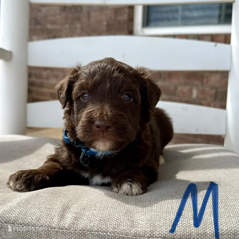 Golden Aussiedoodle- Blue Collar – Australian Shepherd, Miniature Goldendoodle puppy for sale in Hope, AR