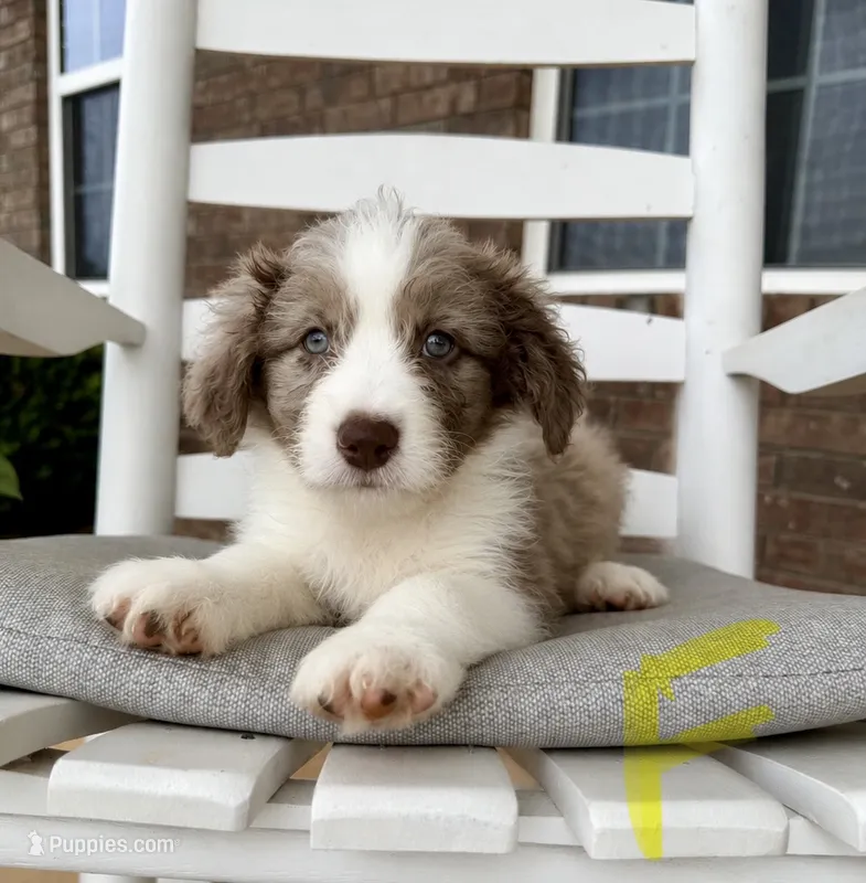 Standard Aussiedoodle- Yellow – Aussiedoodle puppy for sale in Hope, AR