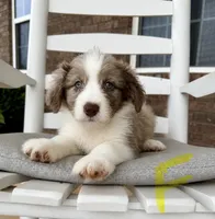 Standard Aussiedoodle- Yellow, a female Aussiedoodle for sale in Hope, AR – 1 of 1