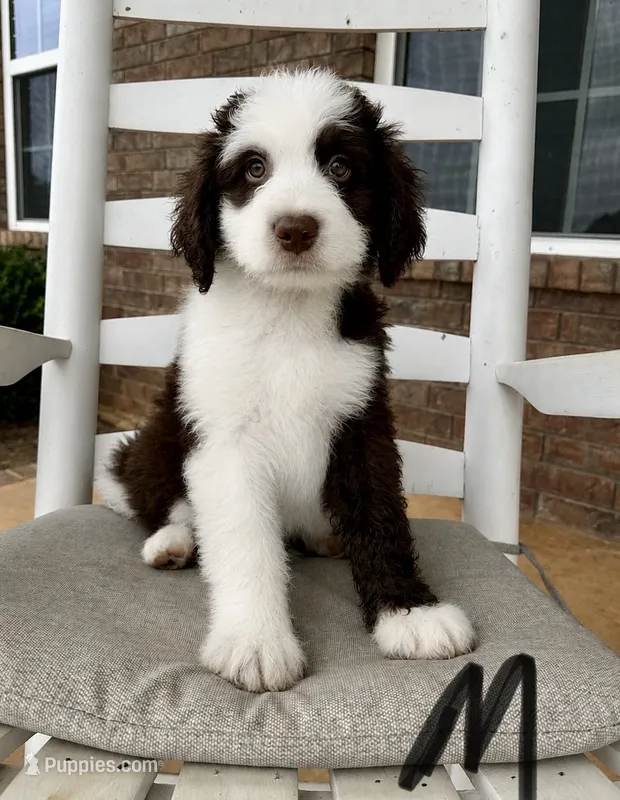 Standard Aussiedoodle-Black Collar  – Aussiedoodle puppy for sale in Hope, AR