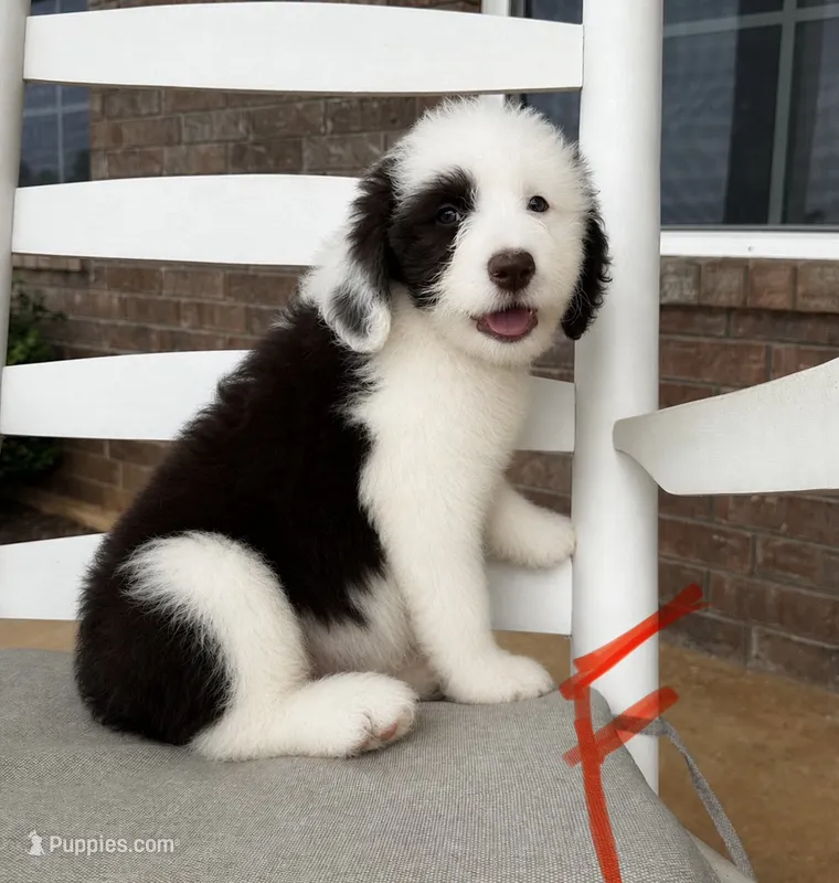 Standard Aussiedoodle- Red Collar  – Aussiedoodle puppy for sale in Hope, AR