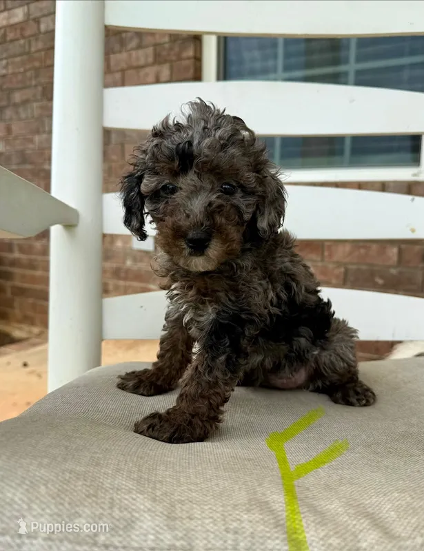 Cockapoo- Lime Green Collar – Cockapoo, Cocker Spaniel puppy for sale in Hope, AR
