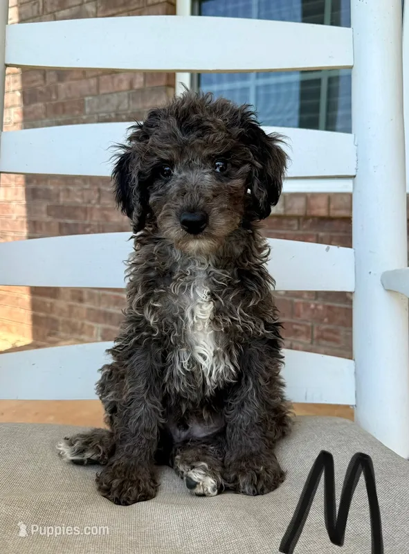 Toy/Mini Goldendoodle- Black Collar  – Goldendoodle, Miniature Goldendoodle puppy for sale in Hope, AR