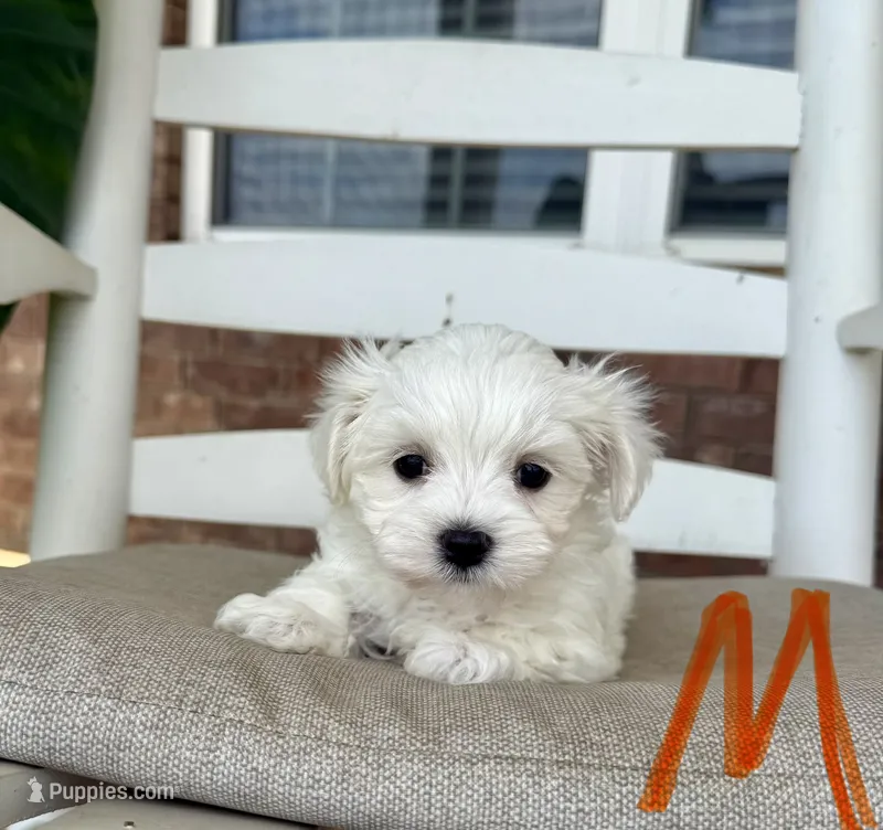Maltese-Orange Collar – Maltese puppy for sale in Hope, AR