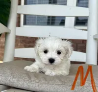 Maltese-Orange Collar, a male Maltese for sale in Hope, AR – 1 of 2