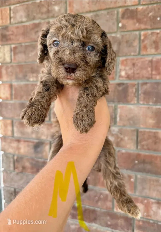 Mini Goldendoodle- Yellow Collar – Miniature Goldendoodle puppy for sale in Hope, AR