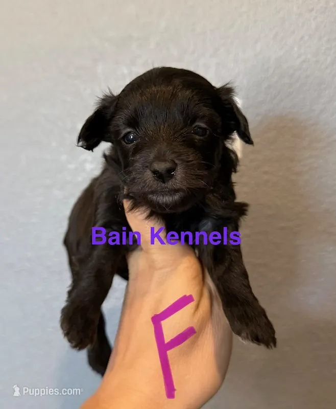 Yorkipoo- Purple Collar – Yorkipoo puppy for sale in Hope, AR