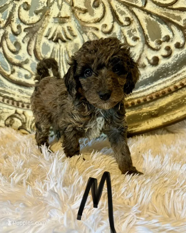 Toy/Mini Goldendoodle- Black Collar – Miniature Goldendoodle puppy for sale in Hope, AR