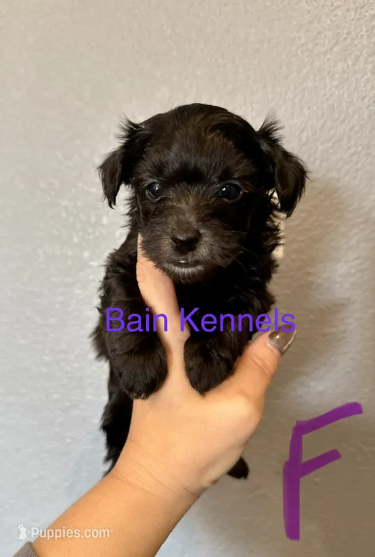 Yorkipoo- Purple Collar – Yorkipoo puppy for sale in Hope, AR