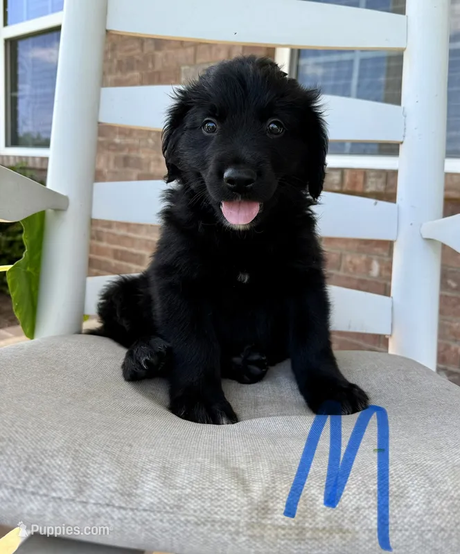 Golden Aussie- Blue Collar – Australian Shepherd, Golden Retriever puppy for sale in Hope, AR