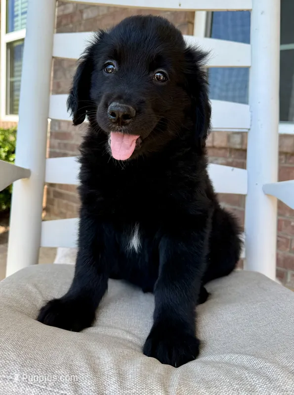 Golden Aussie- Gray Collar – Golden Retriever puppy for sale in Hope, AR