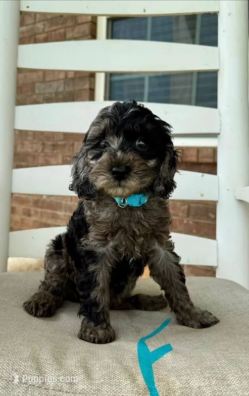 Cockapoo- Turquoise Collar – Cockapoo, Cocker Spaniel puppy for sale in Hope, AR