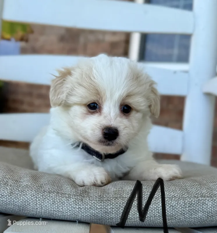 Pomapoo- Black Collar – Pomapoo puppy for sale in Hope, AR
