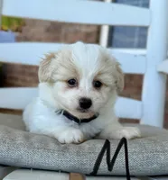 Pomapoo- Black Collar, a male Pomapoo and Pomeranian for sale in Hope, AR – 1 of 3