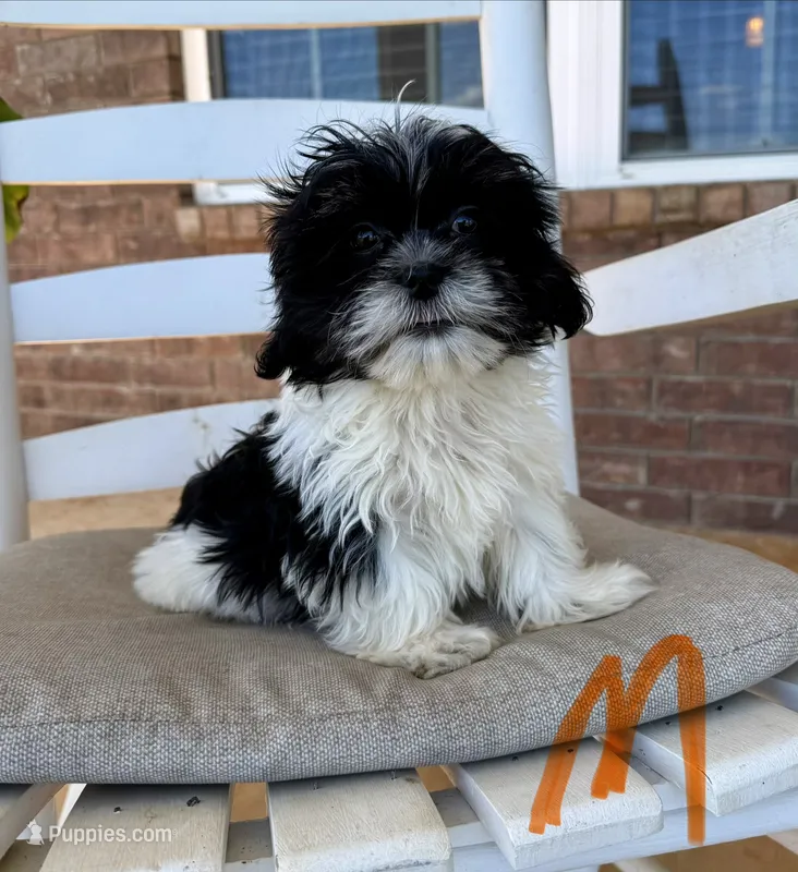 Malshi- Orange Collar – Shih Tzu, Mal Shi puppy for sale in Hope, AR