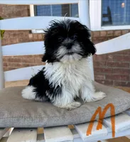 **DISCOUNTED** Malshi- Orange Collar, a male Shih Tzu and Mal Shi for sale in Hope, AR – 2 of 3