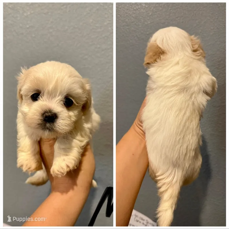 Malshi- Black Collar – Shih Tzu, Mal Shi puppy for sale in Hope, AR