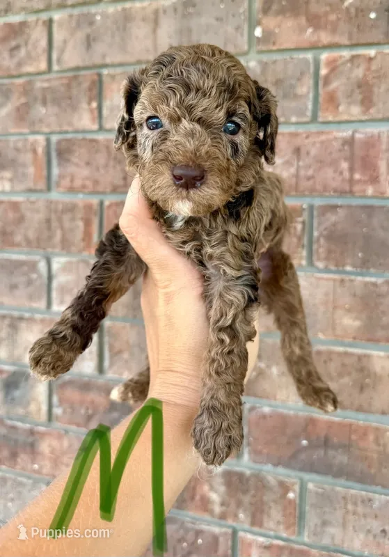 Mini Goldendoodle- Green Collar – Miniature Goldendoodle puppy for sale in Hope, AR