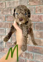 Mini Goldendoodle- Green Collar, a male Miniature Goldendoodle for sale in Hope, AR – 1 of 1