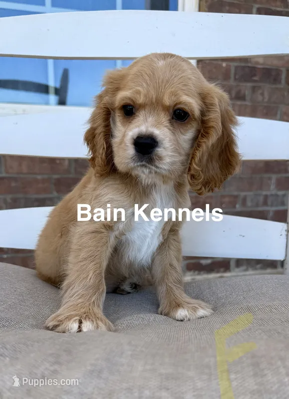 Cocker Spaniel- Cream Collar  – Cocker Spaniel puppy on hold in Hope, AR