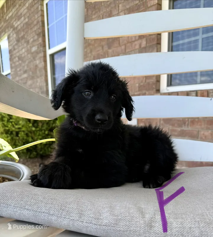 Golden Aussie- Purple Collar – Australian Shepherd, Golden Retriever puppy on hold in Hope, AR