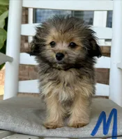 Pomapoo- Blue Collar (R), a male Pomapoo and Pomeranian for sale in Hope, AR – 2 of 3