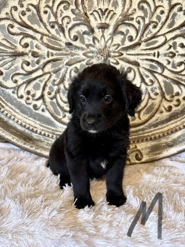 Golden Aussie- Gray Collar – Australian Shepherd, Golden Retriever puppy for sale in Hope, AR