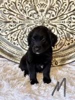Golden Aussie- Gray Collar, a male Golden Retriever for sale in Hope, AR – 2 of 3