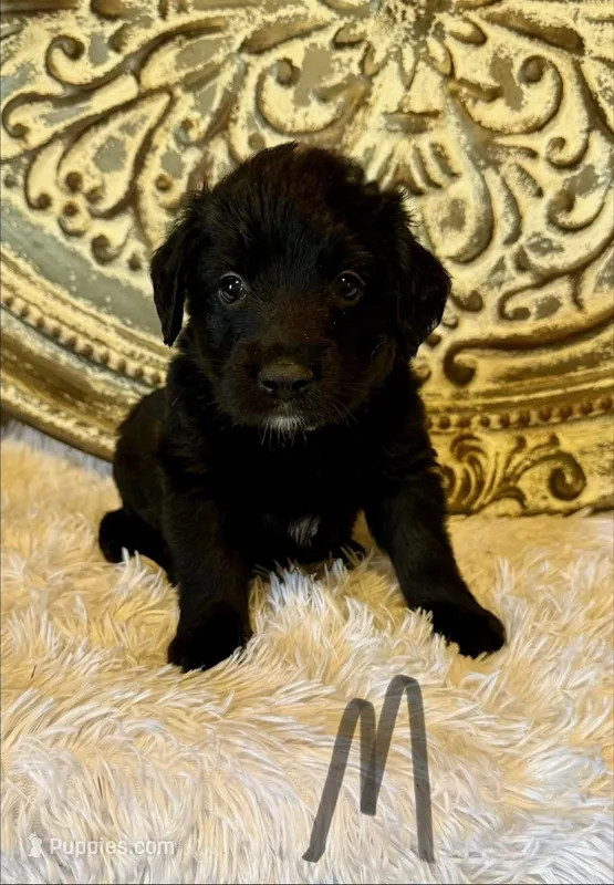 Golden Aussie- Gray Collar – Australian Shepherd, Golden Retriever puppy for sale in Hope, AR