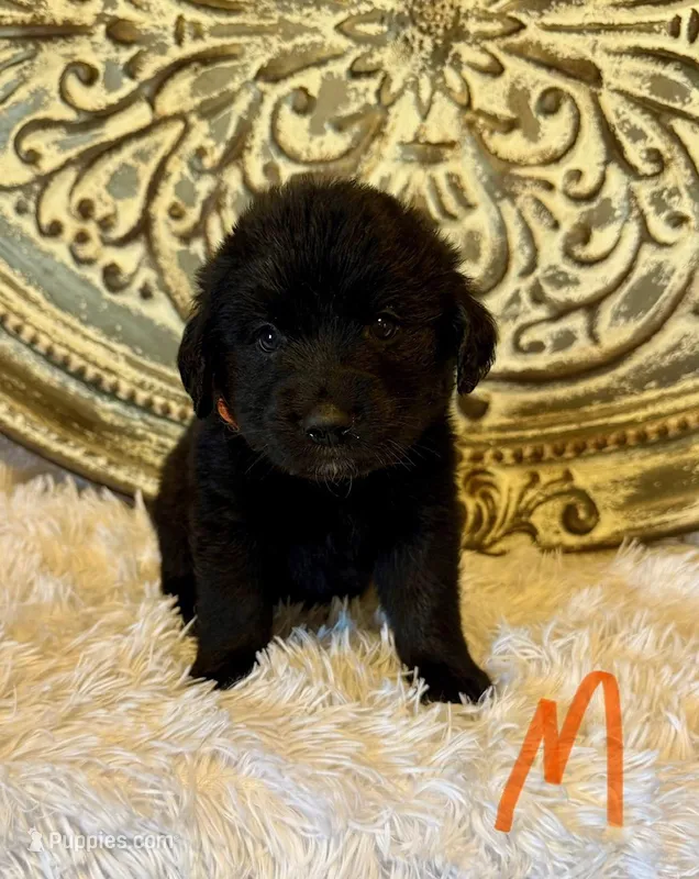 Golden Aussie-Orange Collar – Australian Shepherd, Golden Retriever puppy for sale in Hope, AR