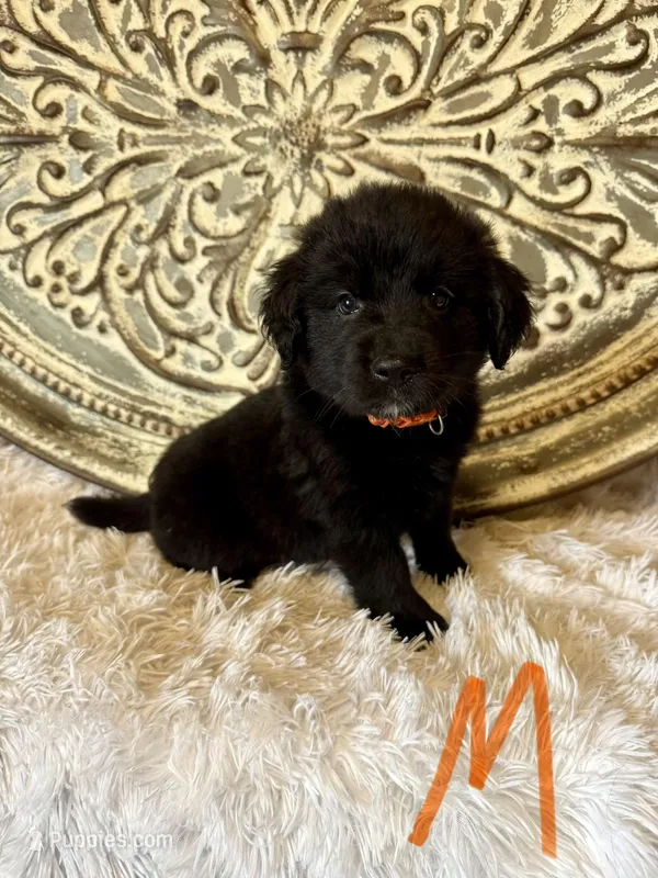Golden Aussie-Orange Collar – Australian Shepherd, Golden Retriever puppy for sale in Hope, AR