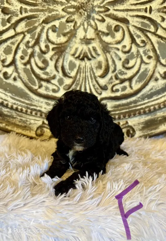 Cockapoo- Purple Collar