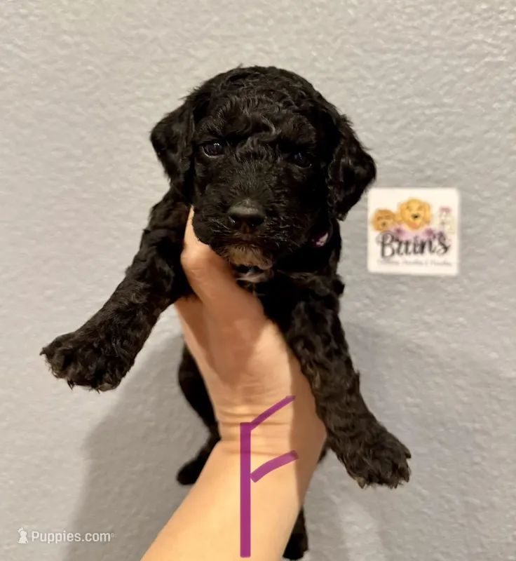 Cockapoo- Purple Collar