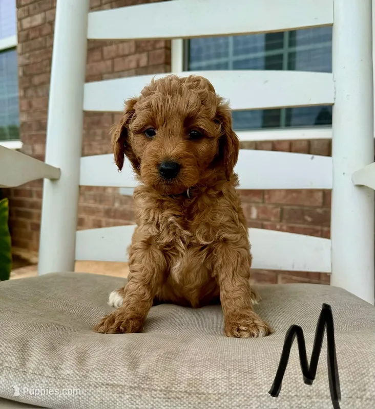 Mini Goldendoodle-Black – Miniature Goldendoodle puppy for sale in Hope, AR
