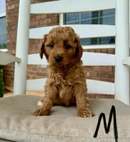 Mini Goldendoodle-Black, a male Miniature Goldendoodle for sale in Hope, AR – 1 of 2