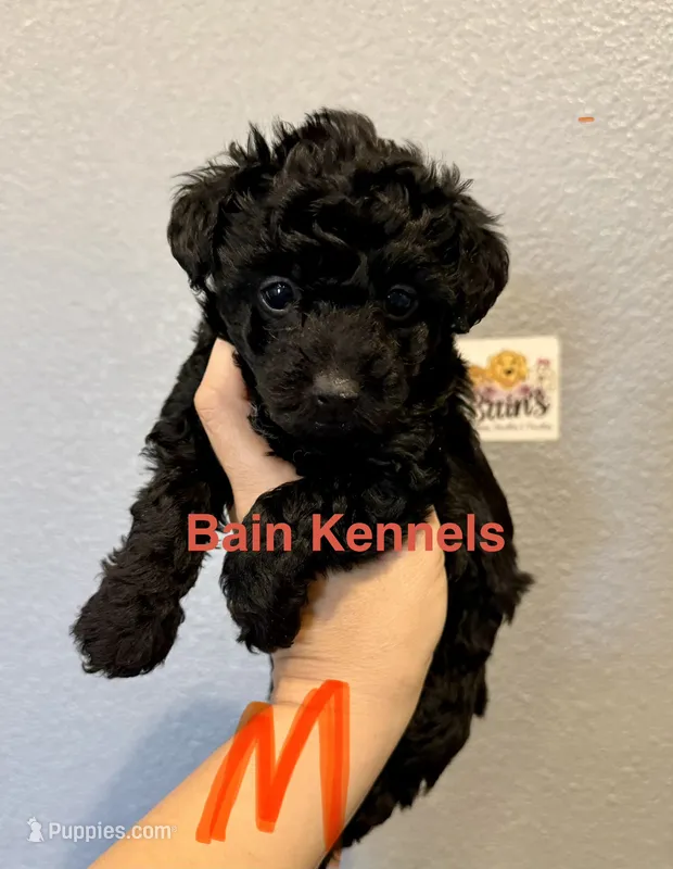 Yorkipoo ( Orange Collar)  – Yorkipoo puppy for sale in Hope, AR