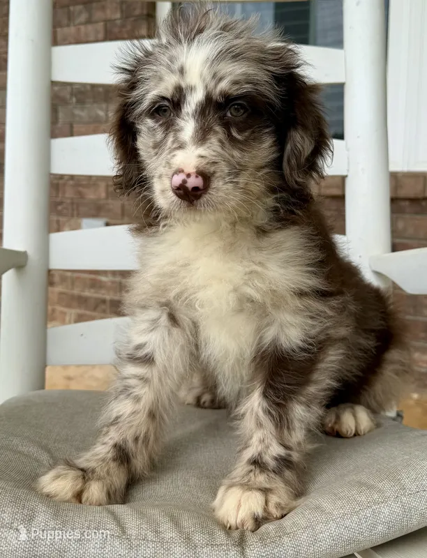 Standard Aussiedoodle-White Collar  – Aussiedoodle puppy for sale in Hope, AR