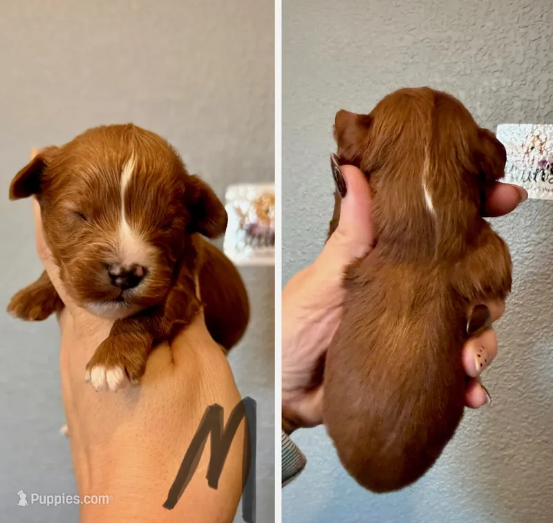Cavapoo- Gray Collar – Cavapoo puppy for sale in Hope, AR