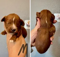 Cavapoo- Gray Collar, a male Cavapoo for sale in Hope, AR – 1 of 1
