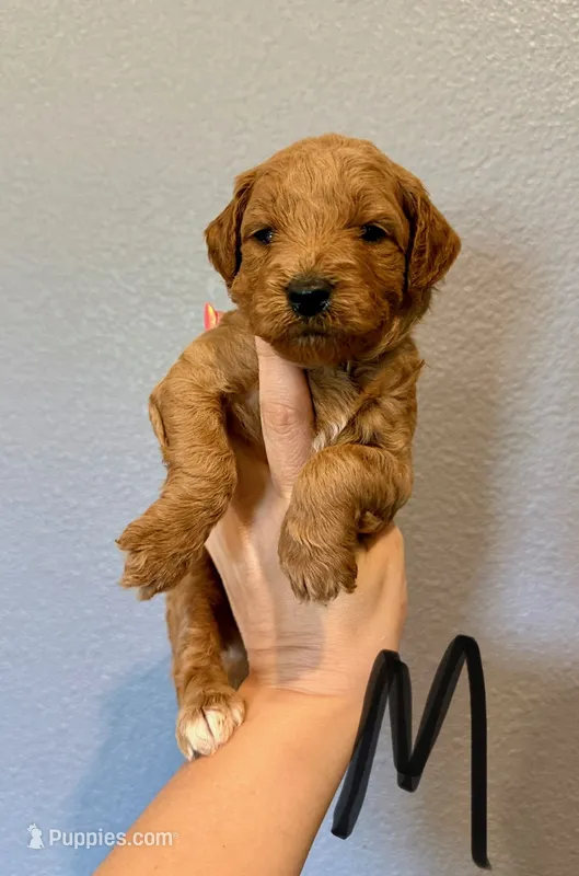 Mini Goldendoodle-Black – Miniature Goldendoodle puppy for sale in Hope, AR