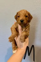 Mini Goldendoodle-Black, a male Miniature Goldendoodle for sale in Hope, AR – 1 of 1