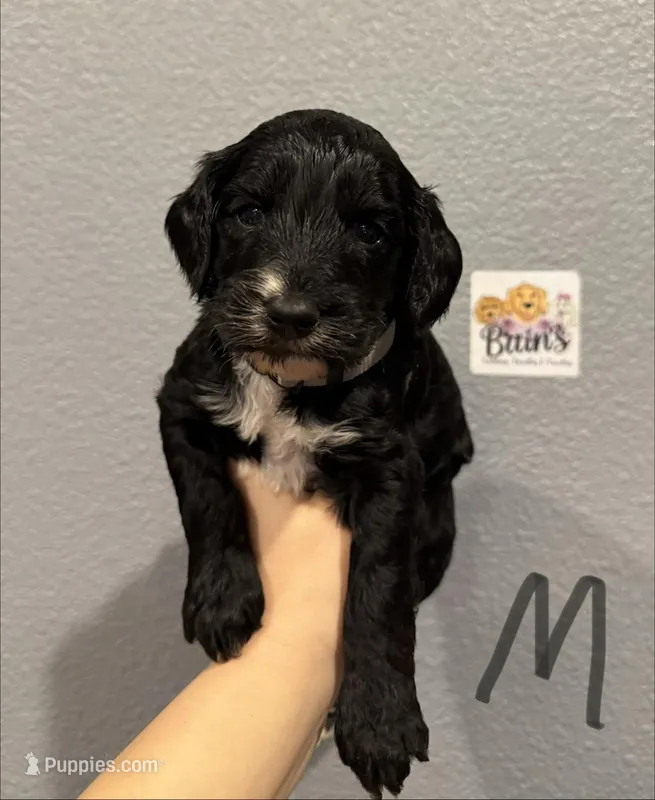 Cockapoo-Gray Collar