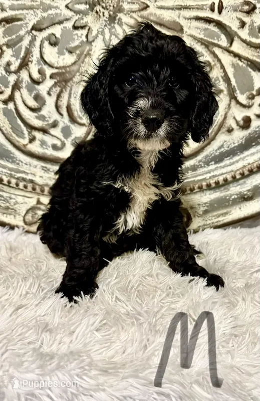 Cockapoo-Gray Collar – Cockapoo puppy for sale in Hope, AR