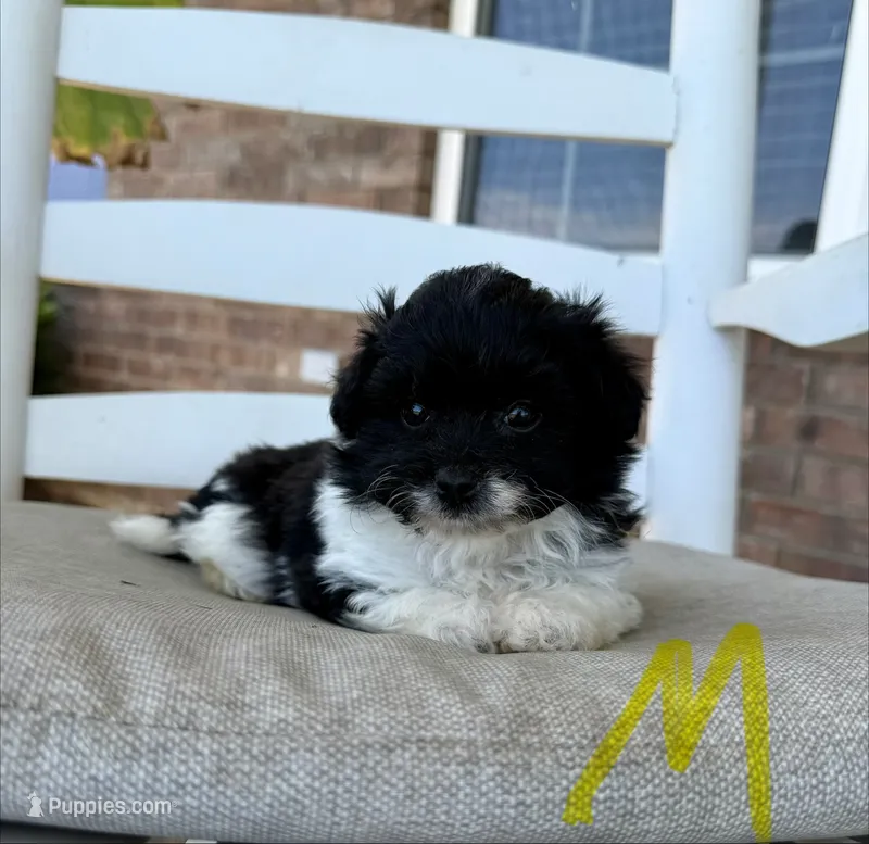 Pomapoo- Yellow Collar – Pomapoo puppy for sale in Hope, AR
