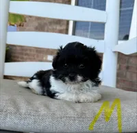 Pomapoo- Yellow Collar, a female Pomapoo and Pomeranian for sale in Hope, AR – 1 of 2