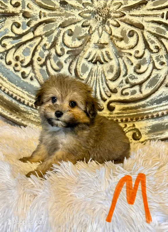 Pomapoo- Orange Collar (R) – Pomapoo, Pomeranian puppy for sale in Hope, AR