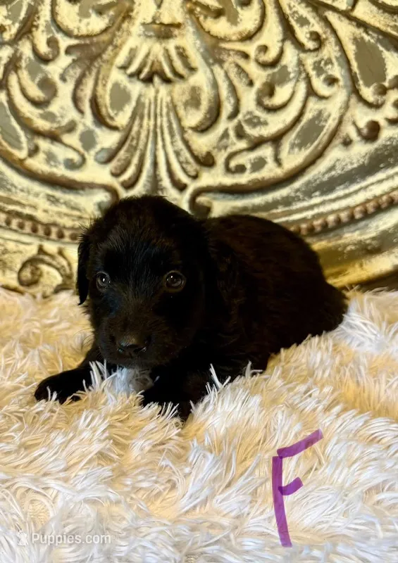 Golden Aussie- Purple Collar – Australian Shepherd, Golden Retriever puppy for sale in Hope, AR