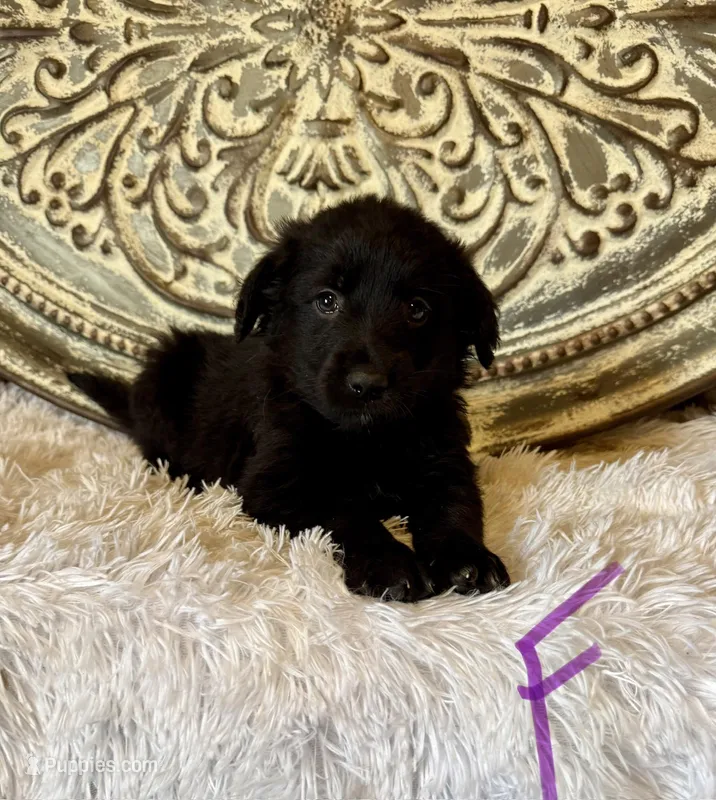 Golden Aussie- Purple Collar – Australian Shepherd, Golden Retriever puppy for sale in Hope, AR